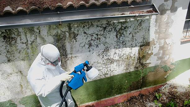 Top rated local Mold Remediation specialists in Burnham, PA